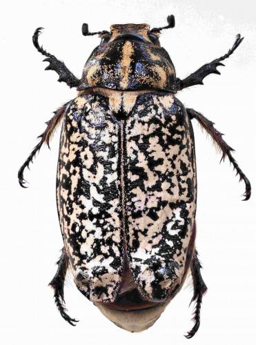 Polyphylla fullo